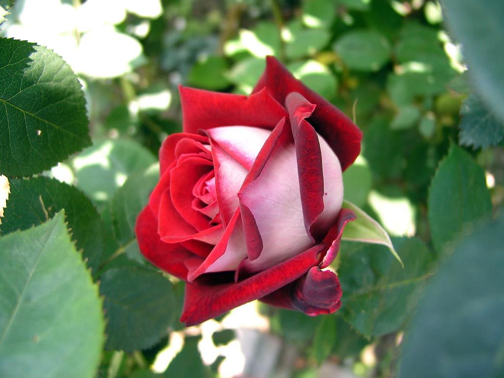 Саженец чайно-гибридной розы Осирия