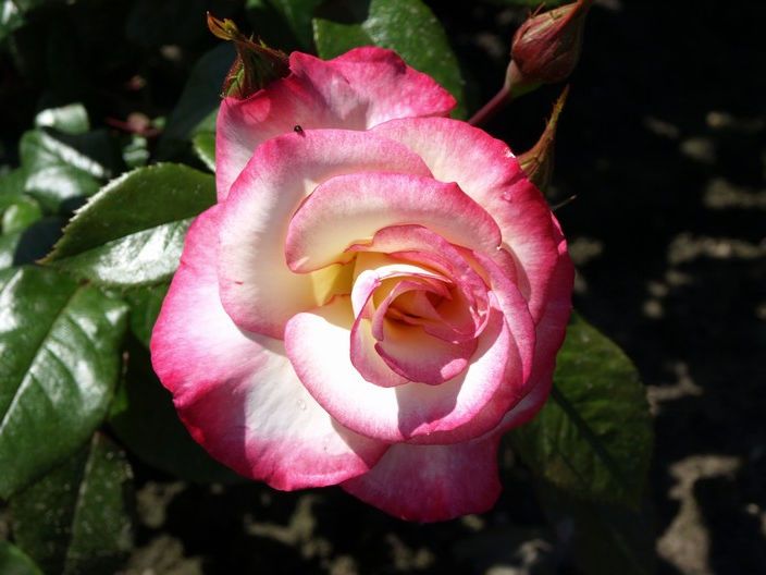 Саженец плетистой розы Хендель
