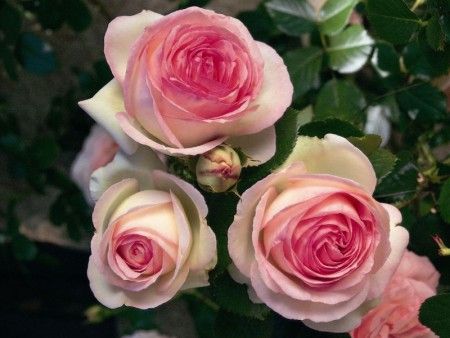 Саженец плетистой розы Пьер де Ронсар