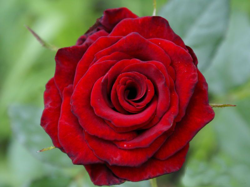 Саженец чайно-гибридной розы Ред Наоми