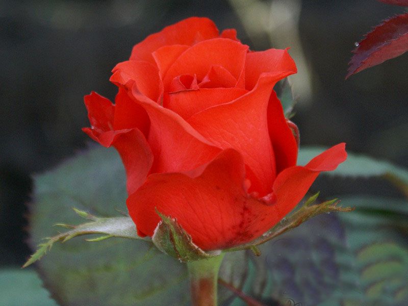 Саженец чайно-гибридной розы Royal Massay - Роял Массай