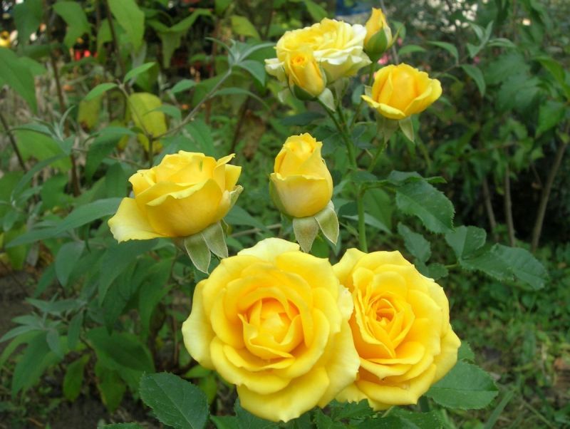 Саженец спрей розы Yellow Eveline (Йеллоу Эвелин)