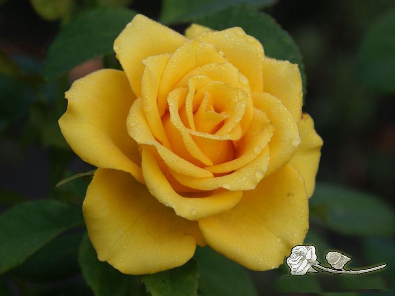 Саженец чайно-гибридной розы Yellow Sun