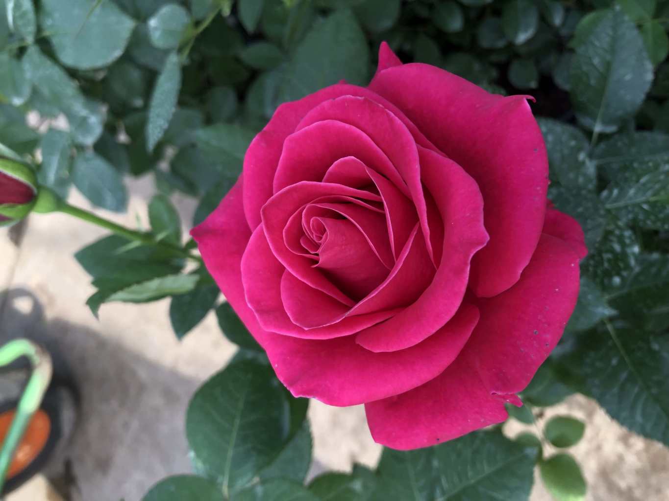 Саженец чайно-гибридной розы Шакира