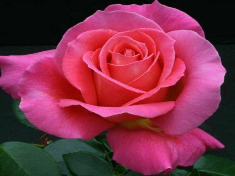 Саженец чайно-гибридной розы Шакира