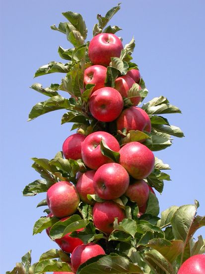 Саженец колоновидной яблони КВ 17