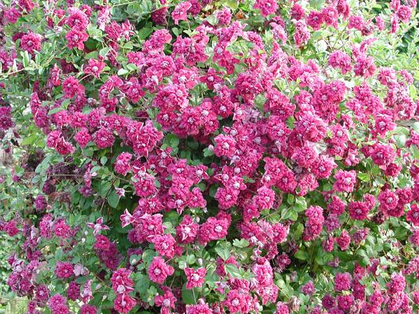 Клематис Пурпуреа Плена Элеганс мелкоцветковый: фото и описание