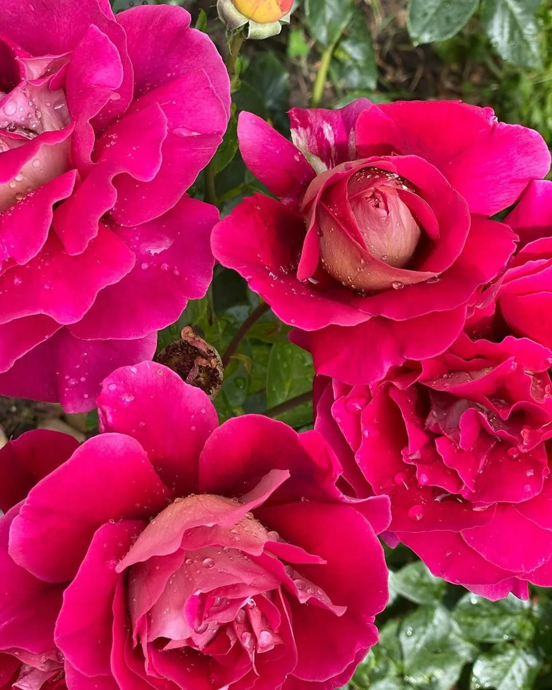 Саженец кустовой розы Черри фолиес (Cherry Folies)