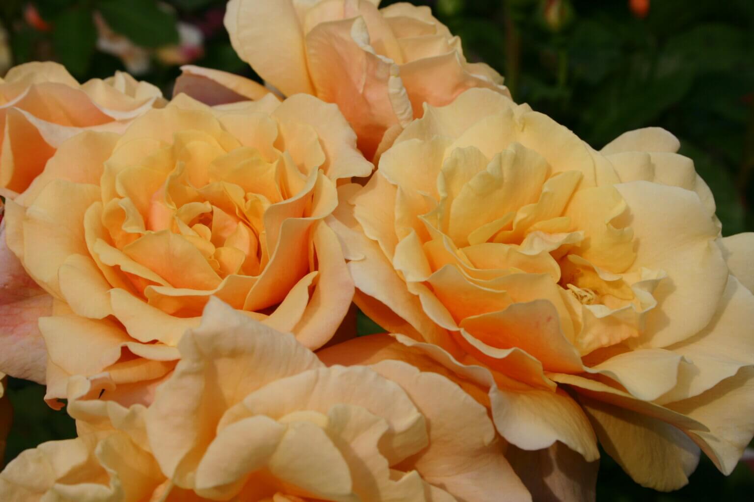 Саженец кустовой розы Карамелла (Caramella)