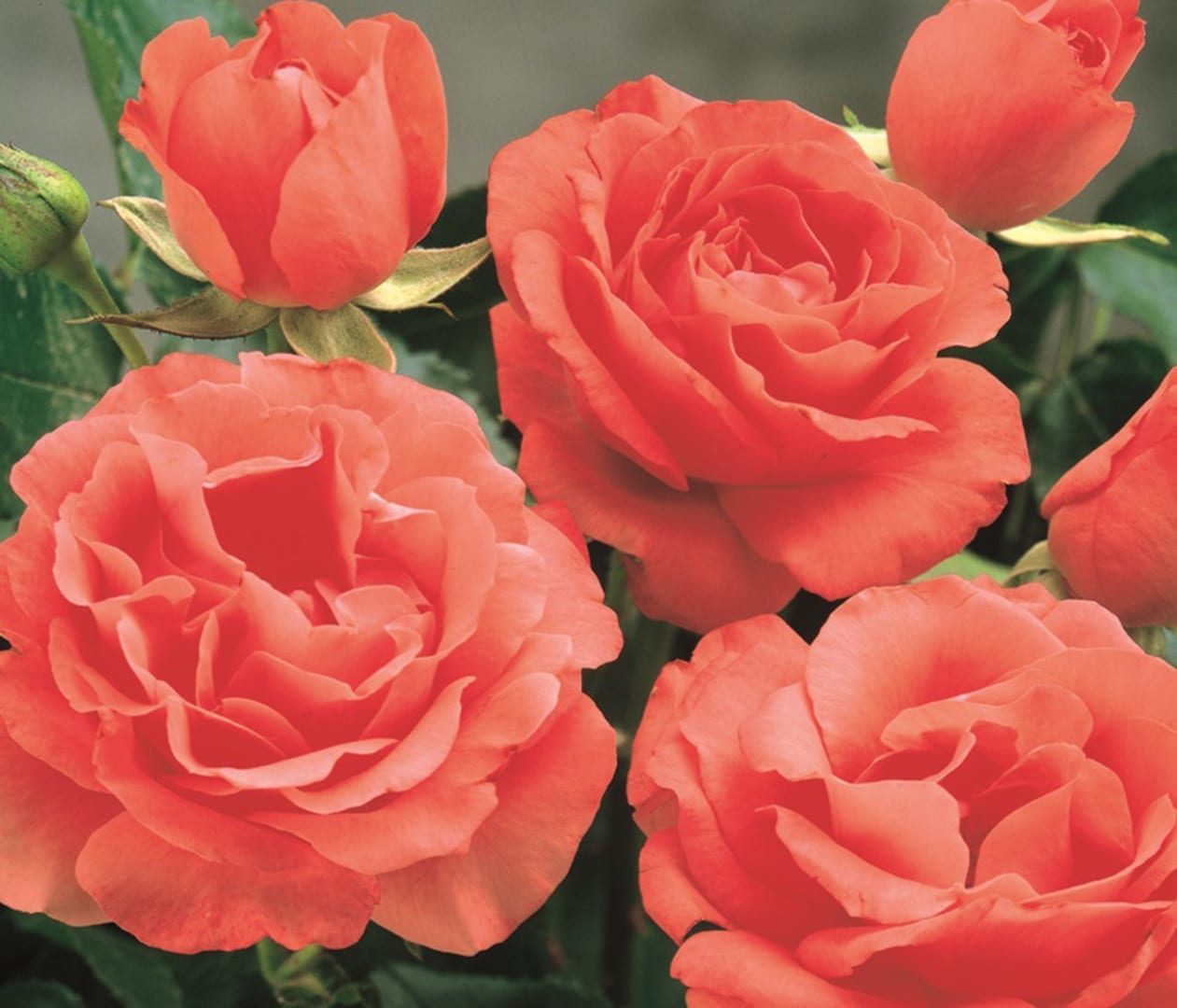 Саженец кустовой розы Marmalade Skies (Мармалад Скайс)