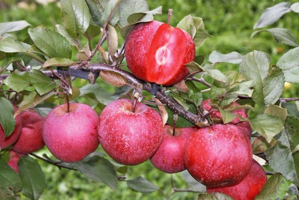 Саженец яблони красномясой Редлав Одиссо (Redlove Odysso)