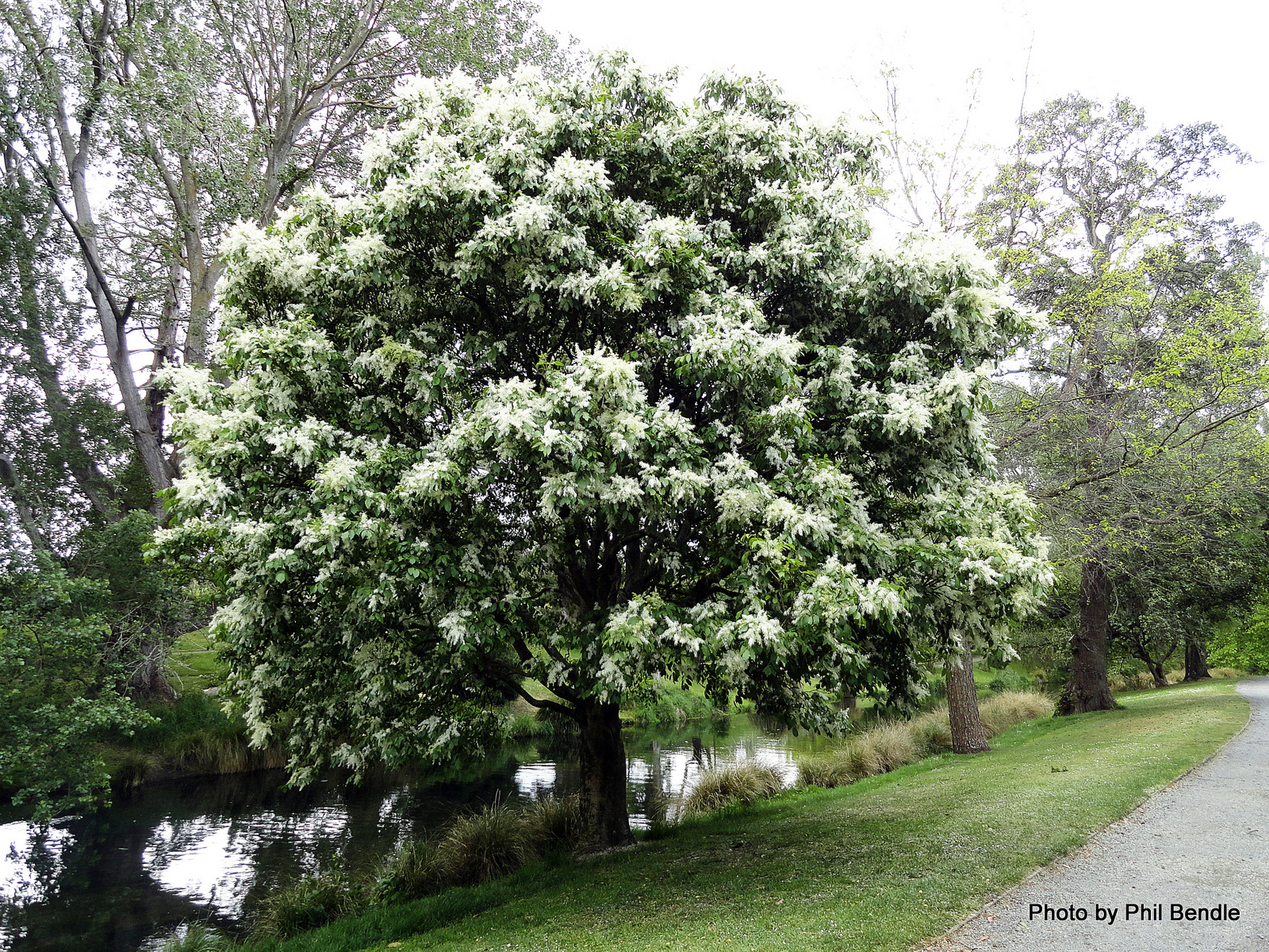 Ясень Белый (40-60 см): фото и описание