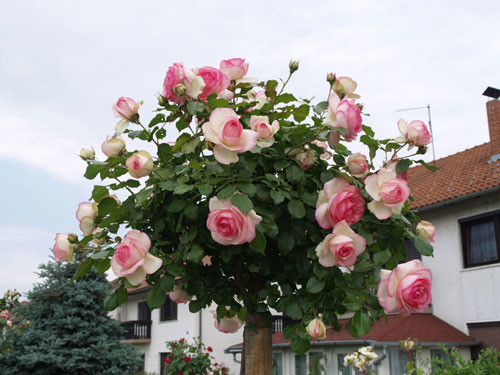 Комплект из 3-х штамбовых роз Эден Роуз (Eden Rosa)
