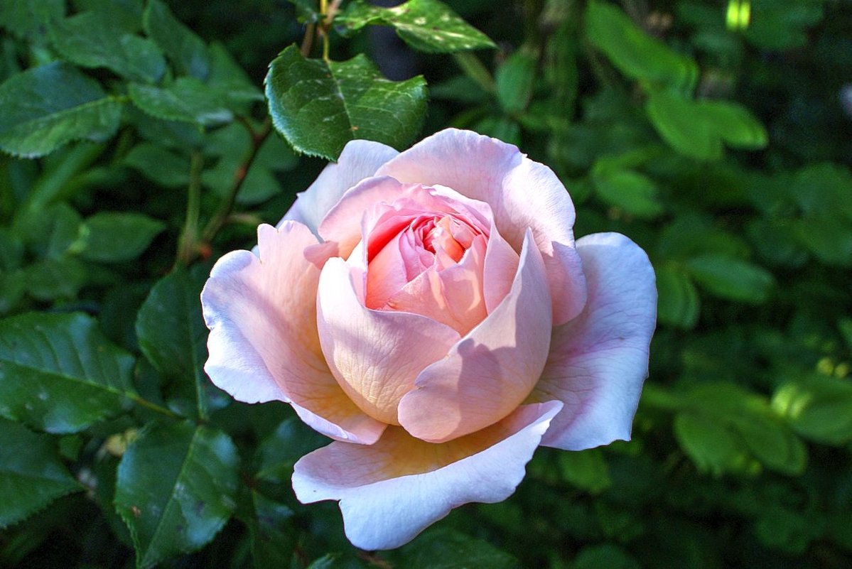 Саженец шраб розы Александр Пушкин