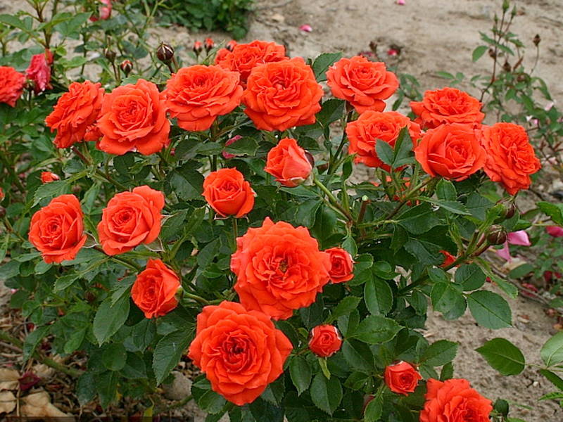 Саженец чайно-гибридной розы Оранж Бейби