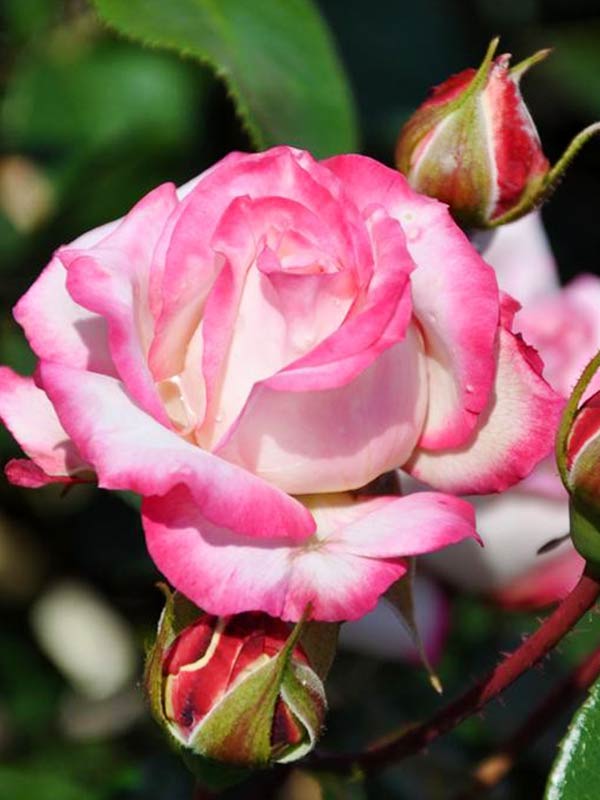 Саженец полиантовой розы Роял Минуэто