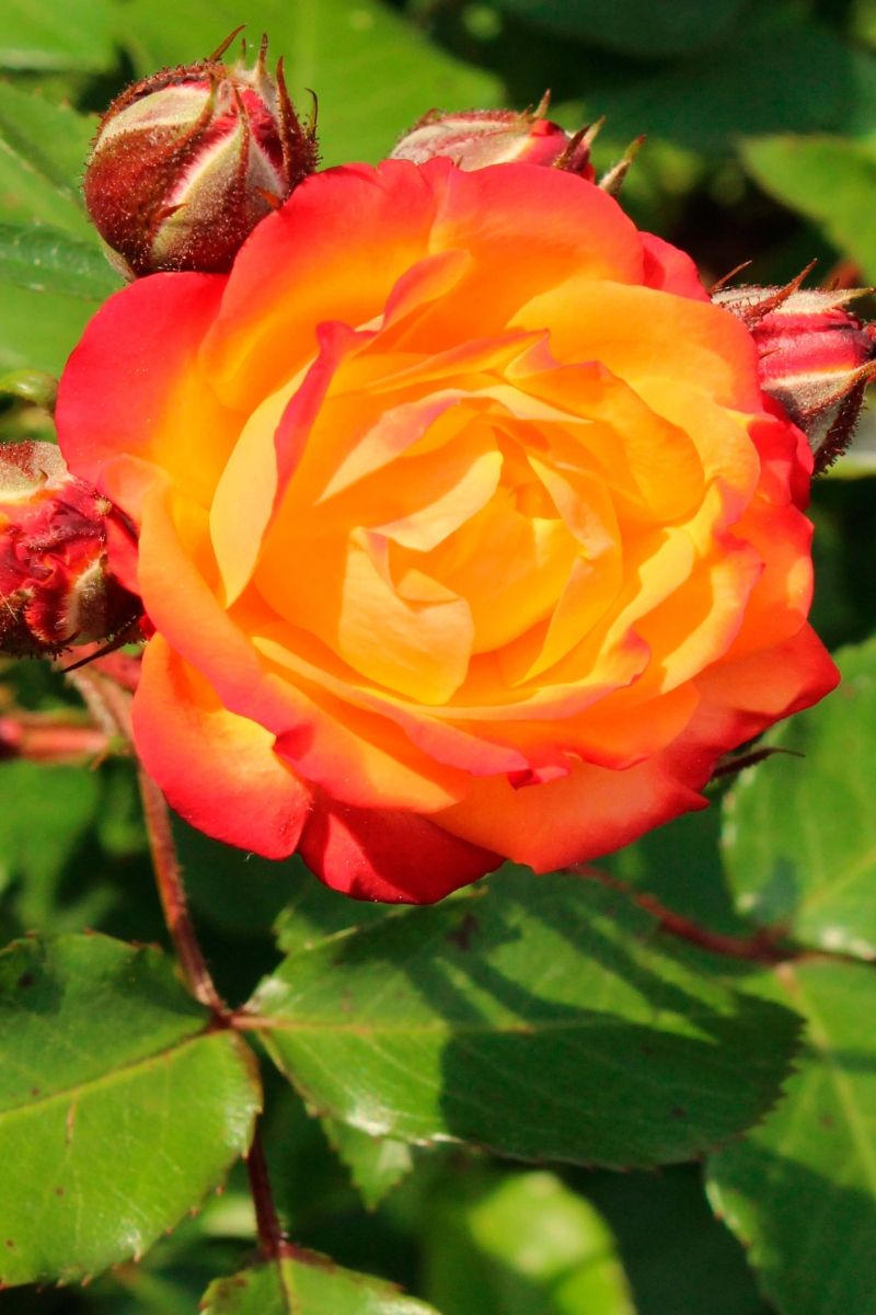 Саженец штамбовой розы Румба